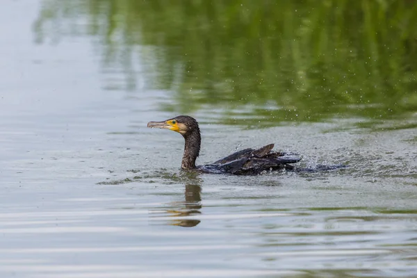 Swimming mirrored great cormorant (phalacrocorax carbo) — Stock Photo, Image