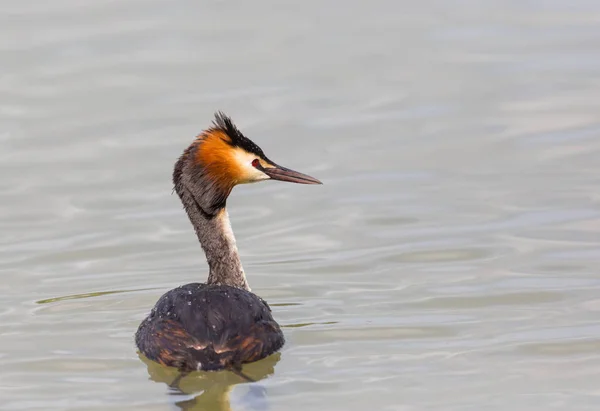 Back view of great crested grebe (podiceps cristatus) swimming — Stock Photo, Image