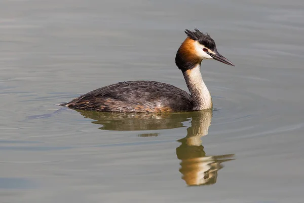 Vista lateral de natação grande grebe crested (podiceps cristatus ) — Fotografia de Stock