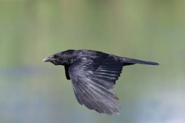 Папоротник (Corvus corone)) — стоковое фото