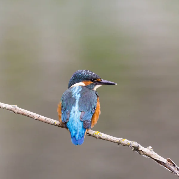 年轻的普通翠鸟（Alcedo at this）坐在树枝上 — 图库照片