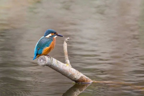Genç kralbalıkçısı (Alcedo at this) dalda oturuyor