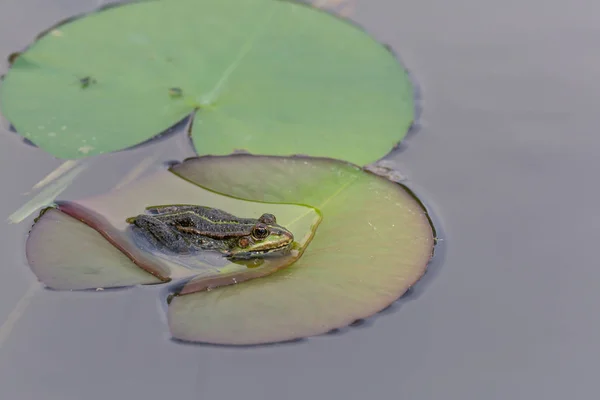 Rã verde (rana esculenta) sentada sobre uma folha verde — Fotografia de Stock