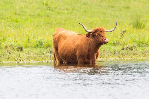 Carne bovina escocesa na água — Fotografia de Stock