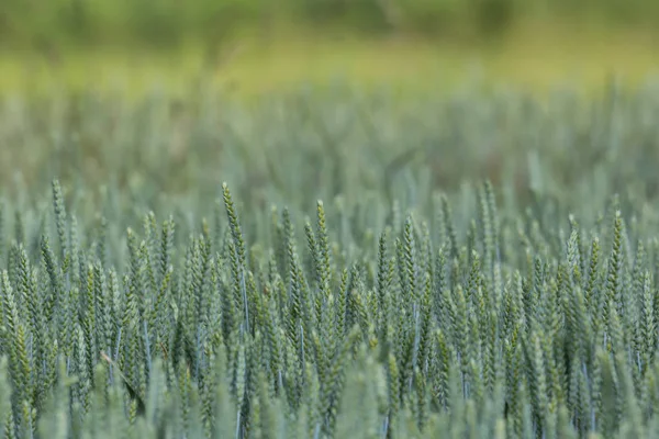 Nahaufnahme Ähren des grünen Weizenfeldes — Stockfoto