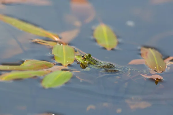 Retrato de rana verde (Rana esculenta) sentada en el agua —  Fotos de Stock