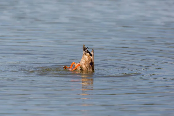 Хвост ловкой утки во время кормления снизу — стоковое фото