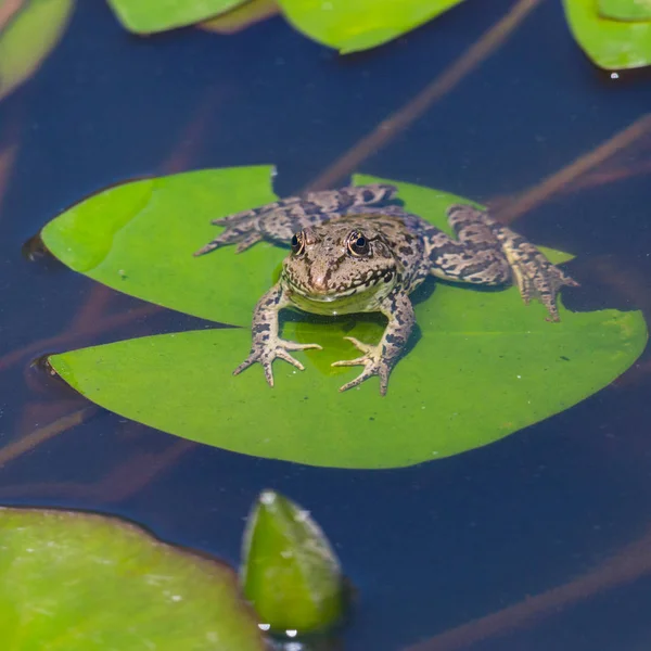 Front View Green Frog (Rana) sitter på Näckrosblad i dammen — Stockfoto