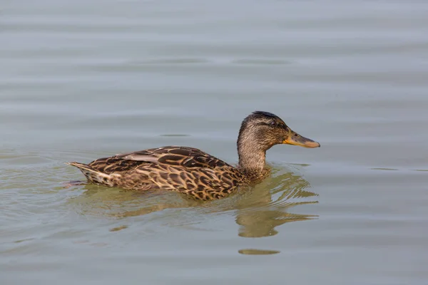 Zijaanzicht portret van vrouwelijke Mallard (Anas platyrhynchos) swimmi — Stockfoto