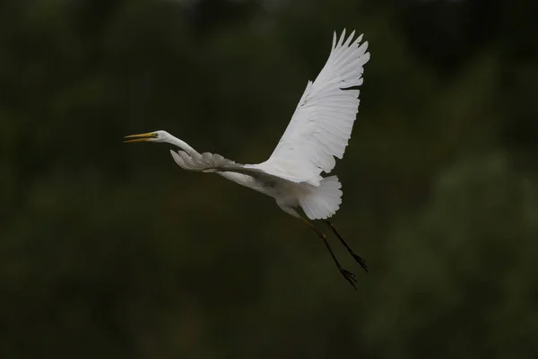 Gran garza blanca (Egretta alba) en vuelo — Foto de Stock