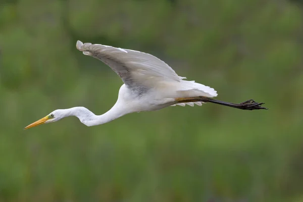 Grande aigrette blanche (Egretta alba) en vol — Photo