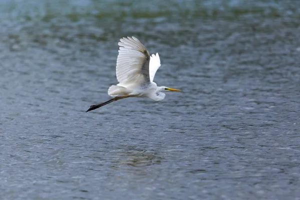 사이드 뷰 그레이트 화이트 egret (에그레타 알바) 비행 — 스톡 사진