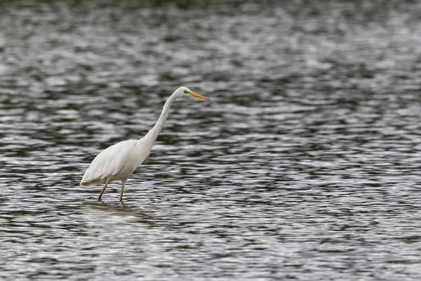 큰 흰색 egret (egretta 알바) 걷고 물놀이 — 스톡 사진