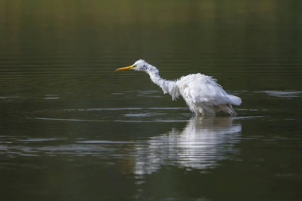 Gran garza blanca (egretta alba) de pie en agua verde temblando — Foto de Stock