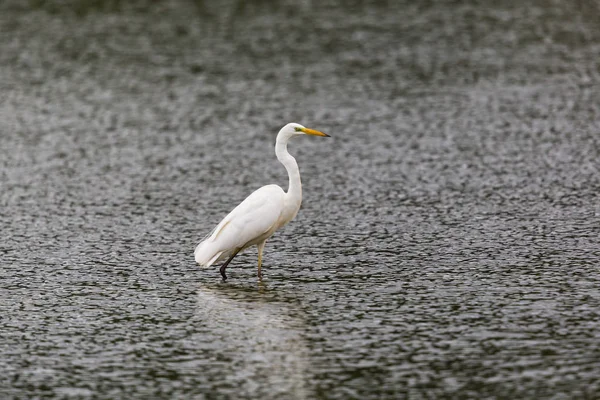 Silberreiher (Egretta alba) geht und watet — Stockfoto