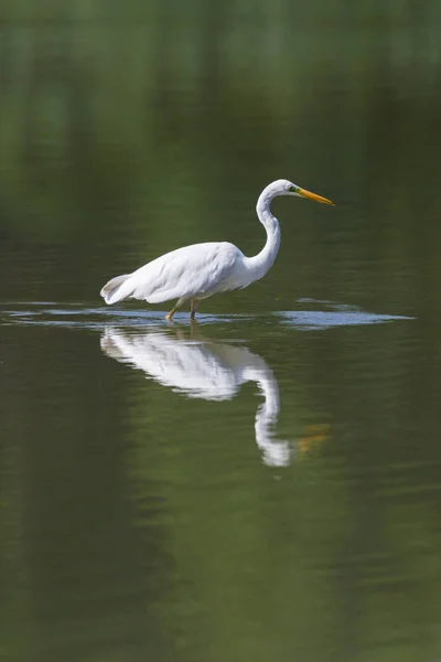 Espejo gran garza blanca (egretta alba) de pie en wate verde — Foto de Stock