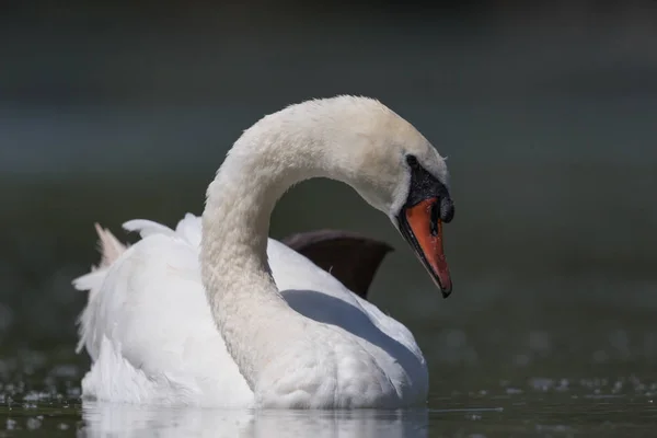 Vista frontal del cisne mudo nadador (cygnus olor ) — Foto de Stock