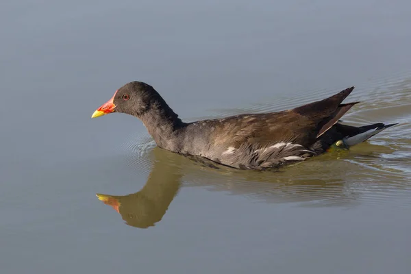 Swimming common moorhen (Gallinula chloropus) reflected in the w — Stock Photo, Image