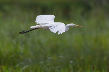 portre büyük beyaz egret (egretta alba), kanatları yaymak