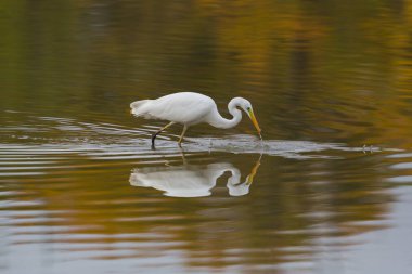 büyük beyaz egret (egretta alba) avı sırasında, aynalı