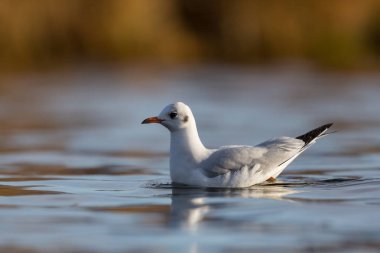 portre yüzme siyah başlı martı (Larus ridibundus)