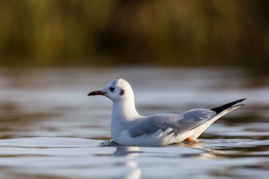 kara başlı martı (Larus ridibundus) suda yüzme