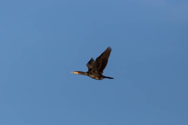 uçan büyük karabatak (phalacrocorax carbo) mavi gökyüzünde