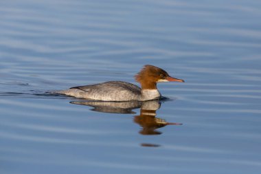 bir kötü saç kadın ortak merganser (mergus merganser)