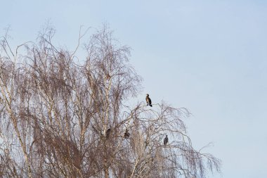 birkaç büyük karabatak (Phalacrocorax carbo) ağaç üzerinde oturan