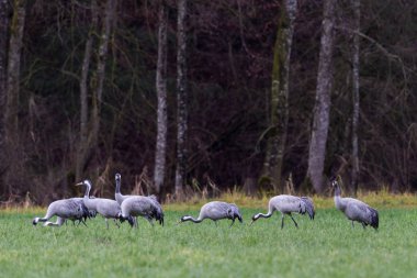 sekiz ortak vinçler (grus grus) yiyecek arıyor