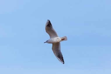 doğal ortak siyah başlı martı (Larus ridibundus) uçan
