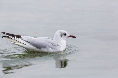 bir yüzme doğal ortak siyah başlı martı (larus ridibundus)