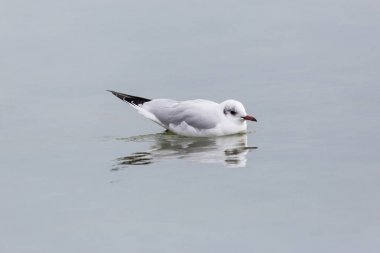 bir doğal siyah başlı martı (Larus ridibundus) su üzerinde
