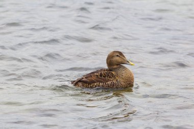 yan görünüm portre kadın eider ördek (somateria mollissima)