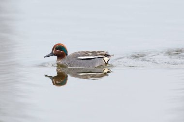 erkek ortak teal (Anas crecca) yüzme yansıyan