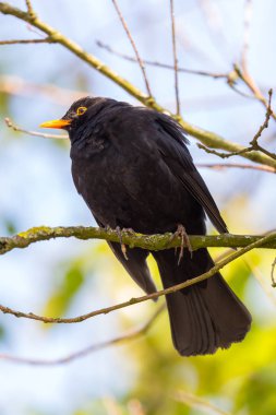 erkek karakuş (turdus merula) ağaç dallarında oturan
