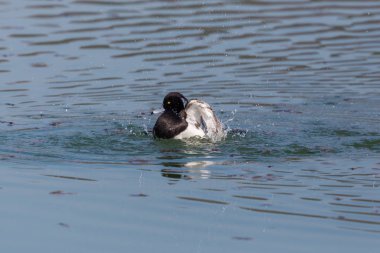 erkek tufted ördek portresi (aythya fuligula) yüzerken