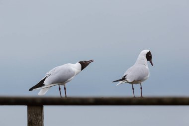 iki ortak siyah başlı martılar (larus ridibundus) ayakta