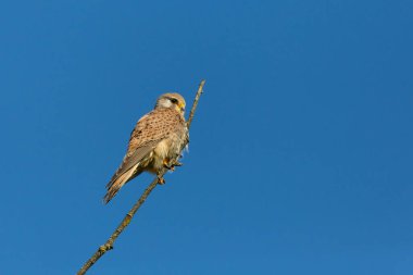 kerkenez (falco tinnunculus) mavi gökyüzünde dal üzerinde oturan