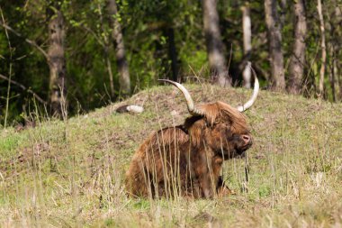 Otlakta oturan İskoç yayla sığır eti