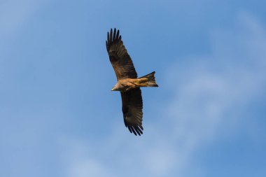 portre uçan siyah uçurtma (milvus migrans) kuş, kanatları yaymak