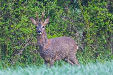 Genç yumurtalı geyik çayırda duruyor