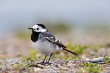 beyaz wagtail yakın görünümü (motacilla alba)