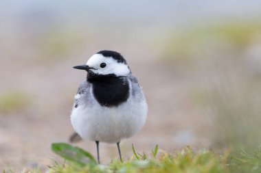 beyaz wagtail kuş portresi (motacilla alba)