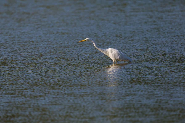 Silberreiher (Egretta alba) läuft und watet im Wasser — Stockfoto