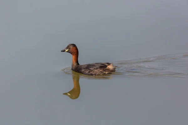 Pequeño grebe espejado (tachybaptus ruficollis) sobre agua corriente —  Fotos de Stock