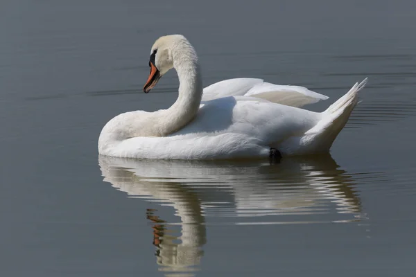 Зеркально немой лебедь (Cygnus olor) в воде — стоковое фото