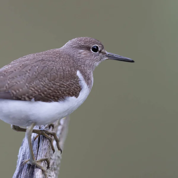 Wasserläufer (actitis hypoleucos) steht auf einem Baum — Stockfoto