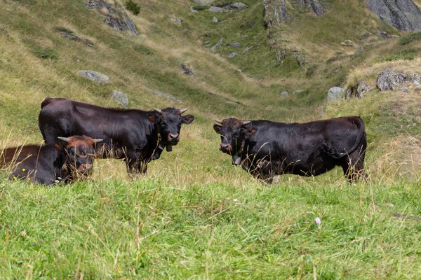 Três vacas pretas Eringer de pé no prado em um dia ensolarado — Fotografia de Stock