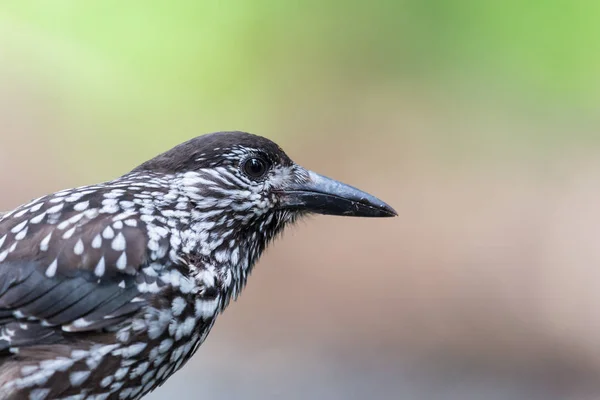 Portrait du craquelin tacheté (nucifraga caryocatactes) ) — Photo